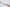 Shun Classic White - 200mm Chef's Knife